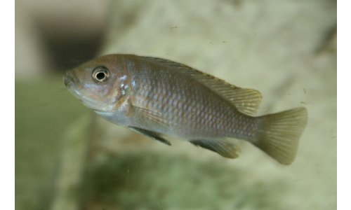 Cynotilapia afra Cobue